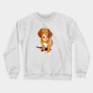 Nova scotia duck tolling retriever puppy dog Crewneck Sweatshirt